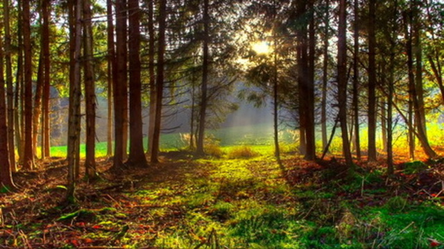 Zonlicht valt tussen de bomen en tekent kleur op de bosgrond.
