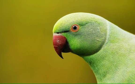 Een groene parkiet steekt af tegen een warme, rustige achtergrond.
