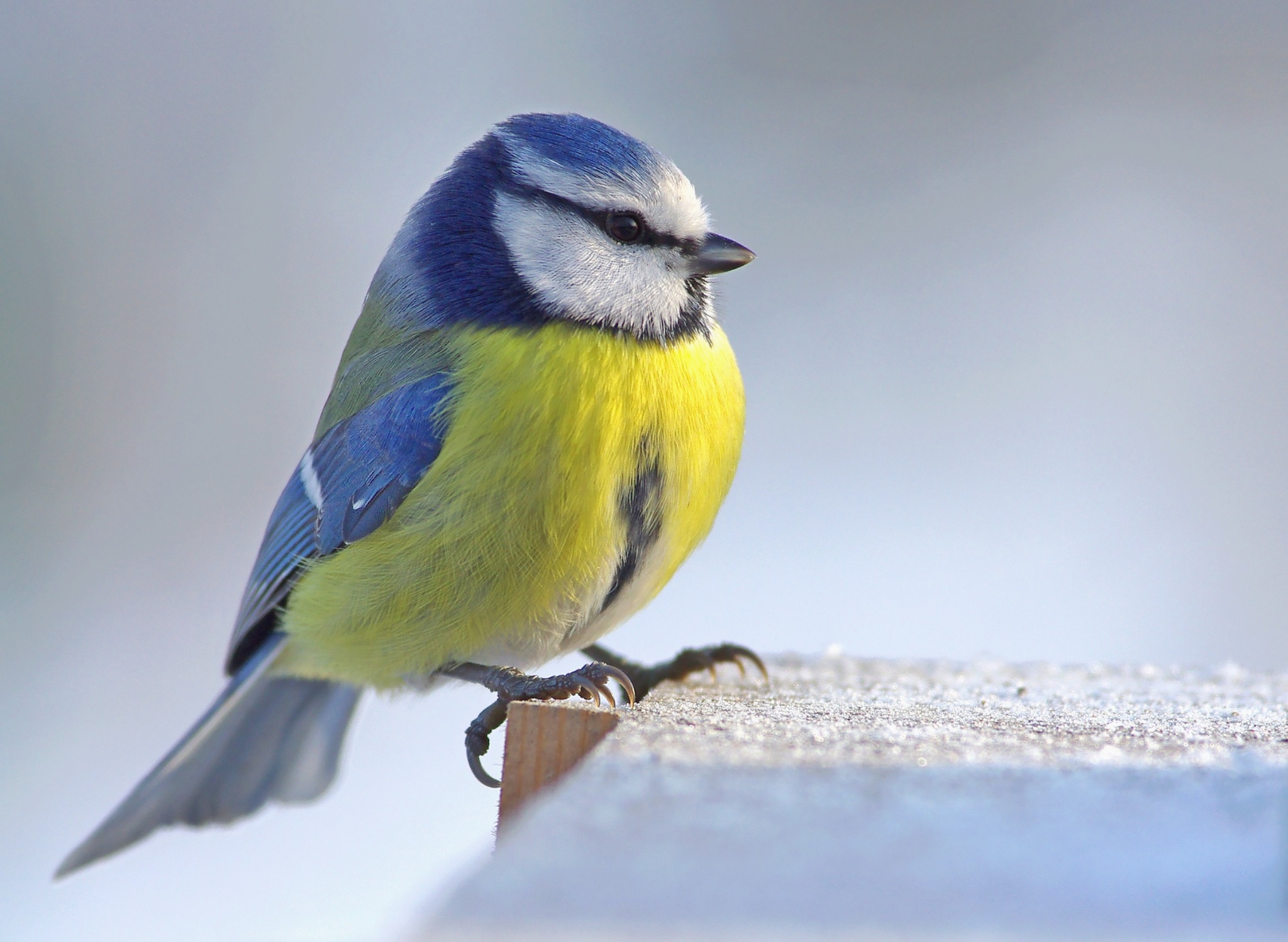 Een pimpelmees op een houten rand, tegen een rustige blauwe achtergrond.