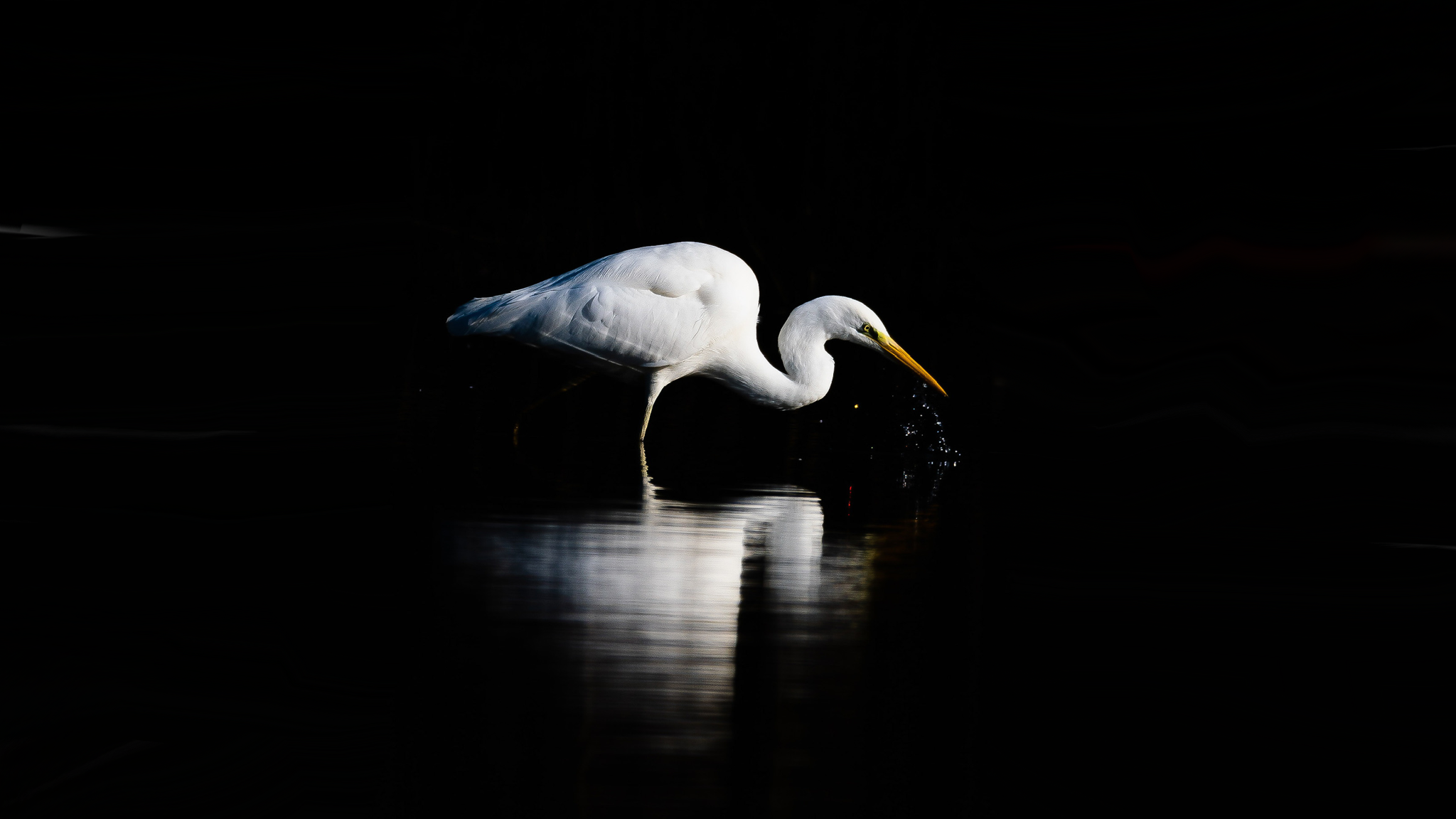 Een witte reiger zoekt naar voedsel in het donker, met zijn spiegelbeeld in het water.