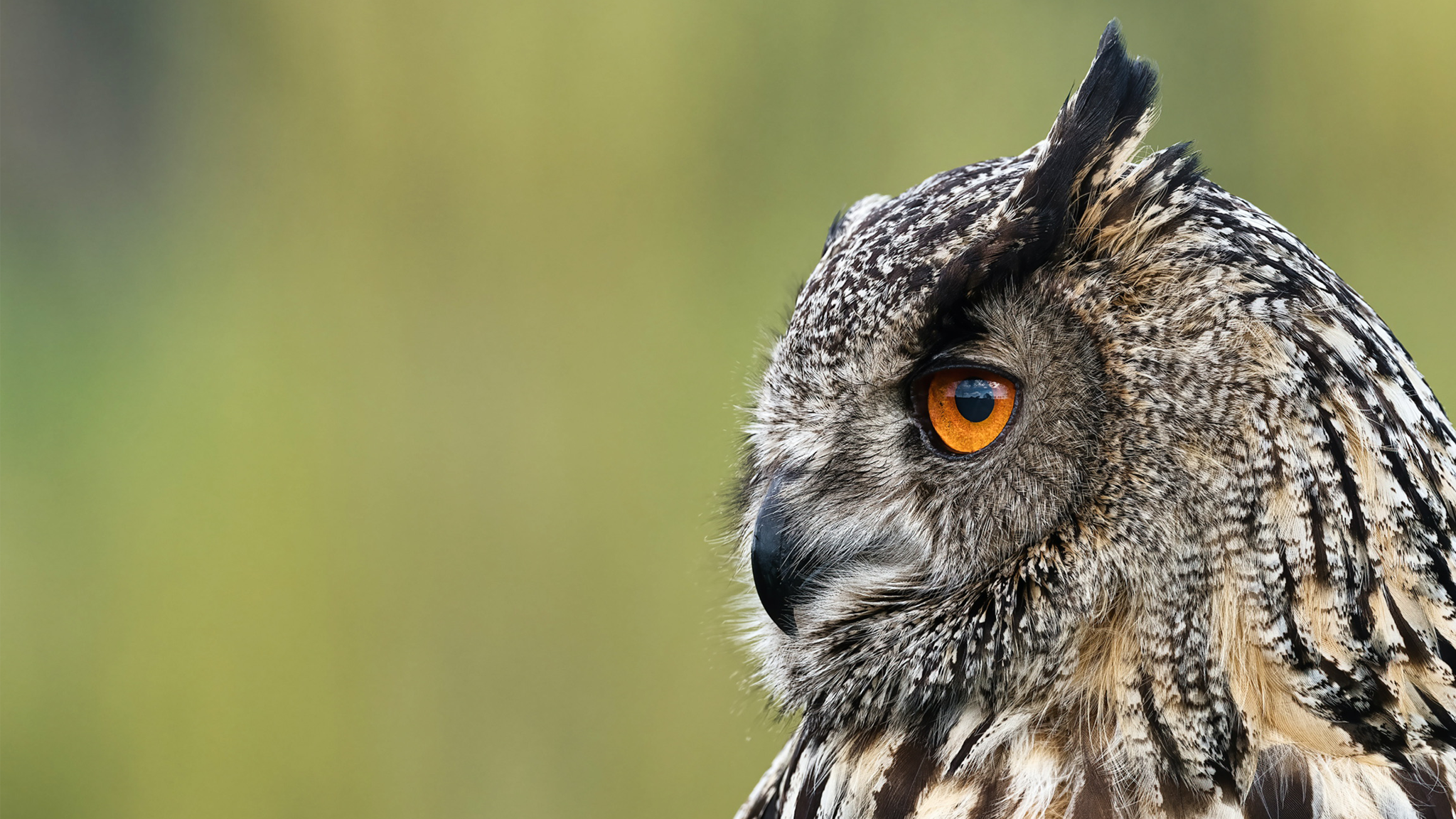 Een uil kijkt je recht aan; zijn oranje oog springt naar voren.
