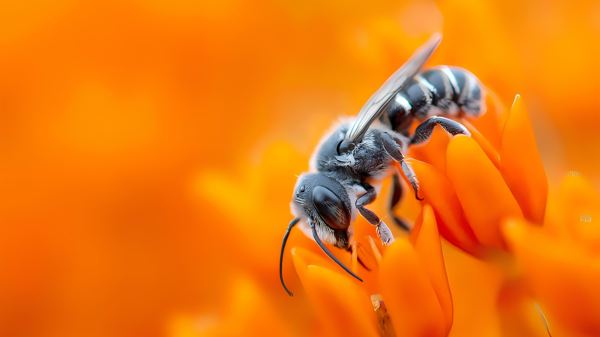 Een insect rust op een feloranje bloem, vastgelegd van heel dichtbij.