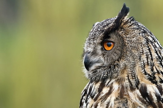 Een close-up waarin het oranje oog en de fijne veren de aandacht trekken.