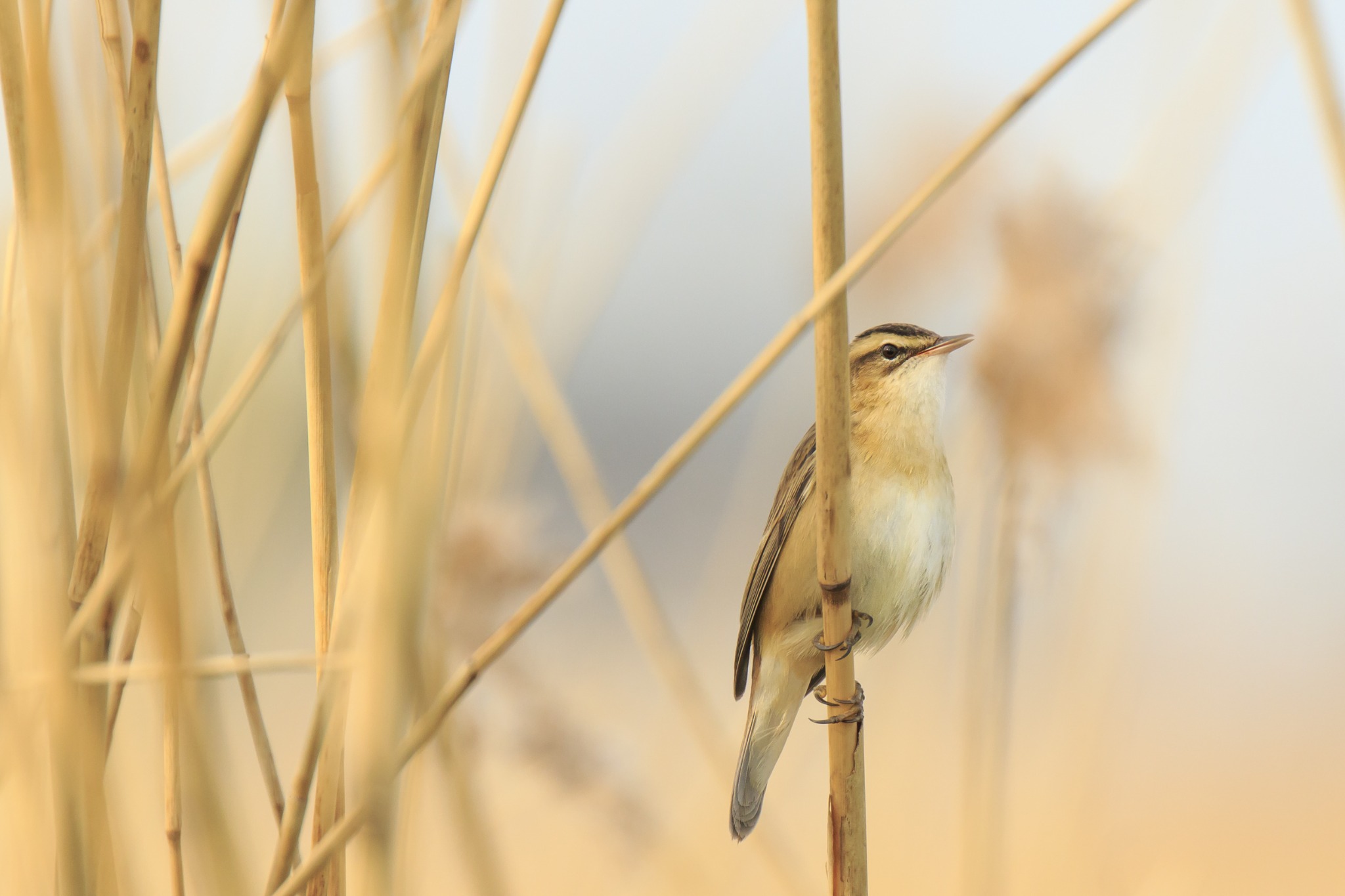 Een kleine vogel tussen het riet, gevangen in warm en zacht licht.