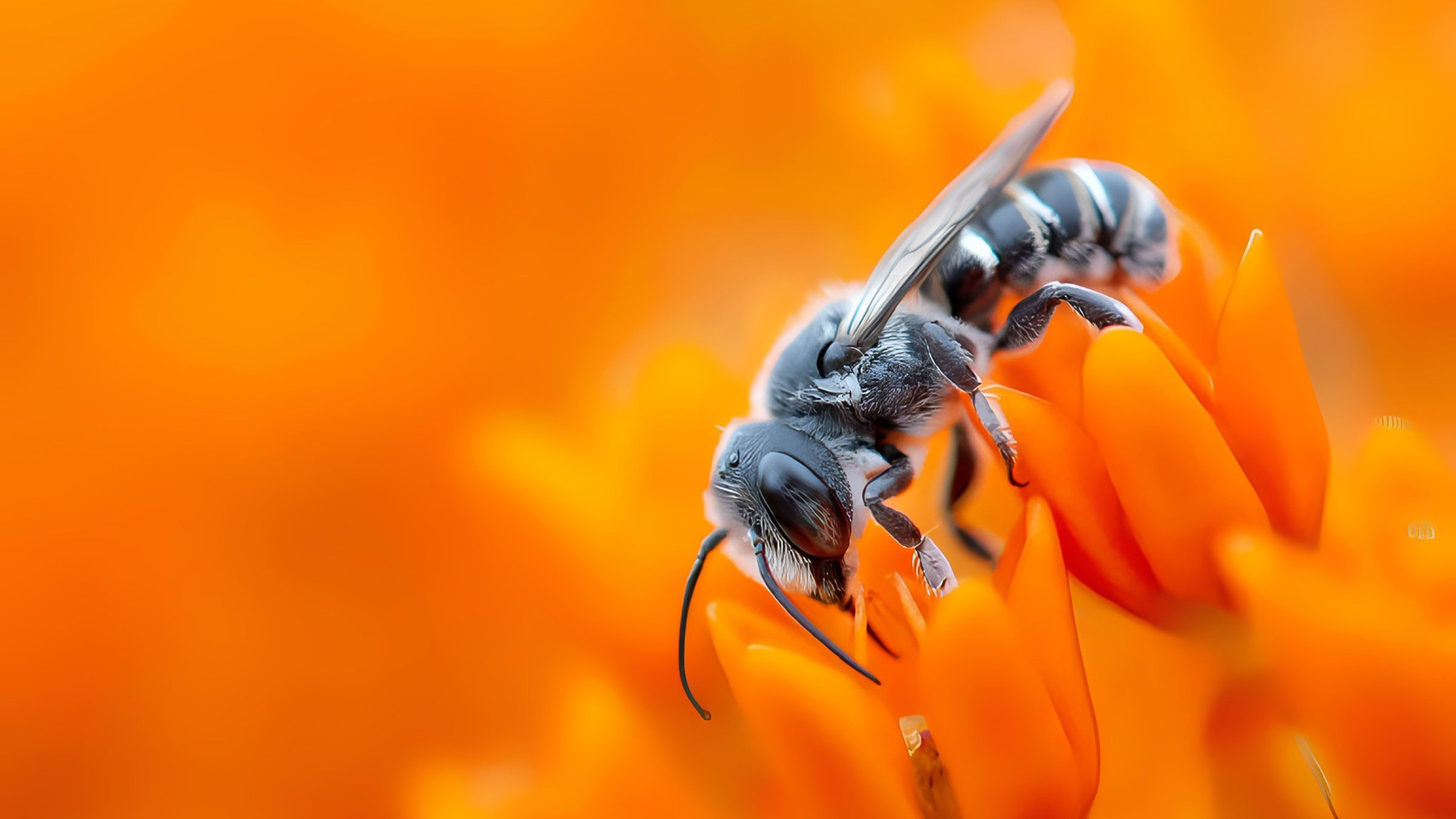 Close-up van een zwart-witte bij op een oranje bloem