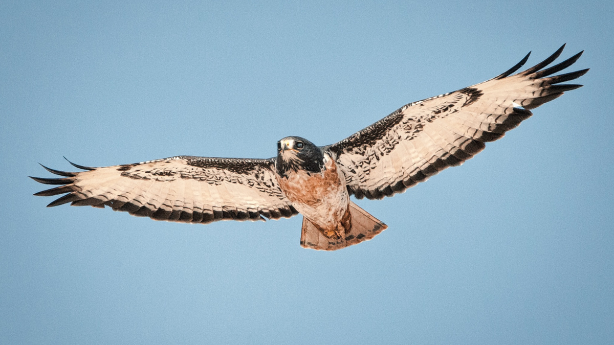 Buizerd met gespreide vleugels in een lichtblauwe lucht