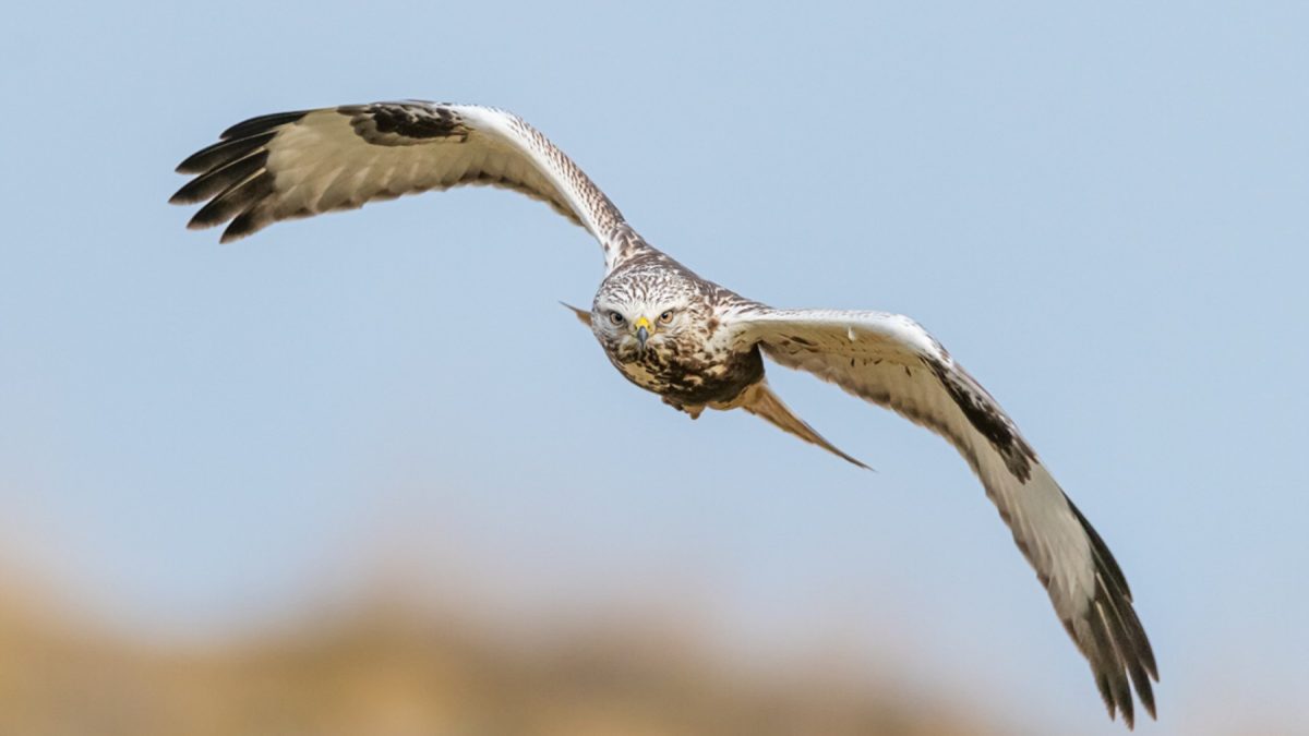 Vooraanzicht van een vliegende Ruigpoot buizerd met wijdgespreide vleugels.