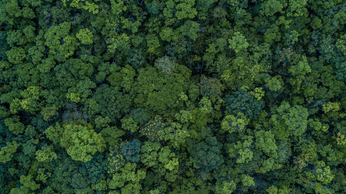 Een luchtfoto toont een dicht bos met groene boomkruinen.