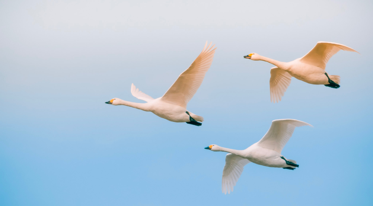 Drie wilde zwanen vliegen door een lichtblauwe lucht