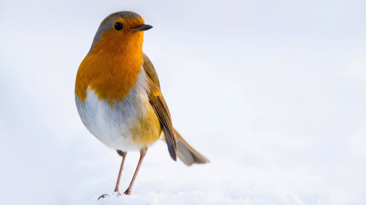 Een rond, opgezet roodborstje dat recht in de camera kijkt in de sneeuw.
