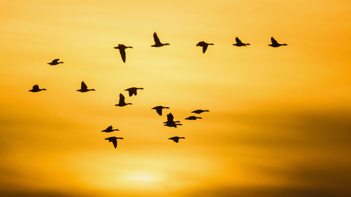 Groep ganzen in vlucht tegen een gouden avondlucht