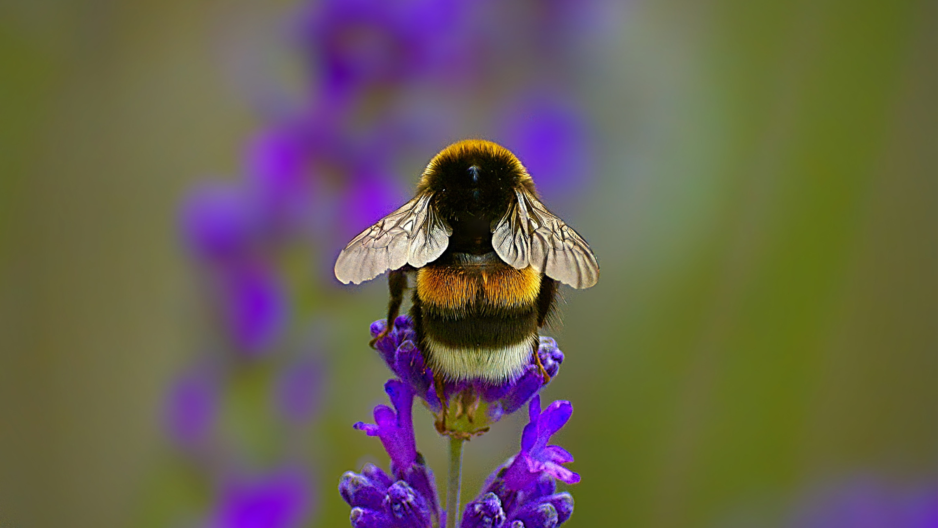 Hommel op een lavendelbloem