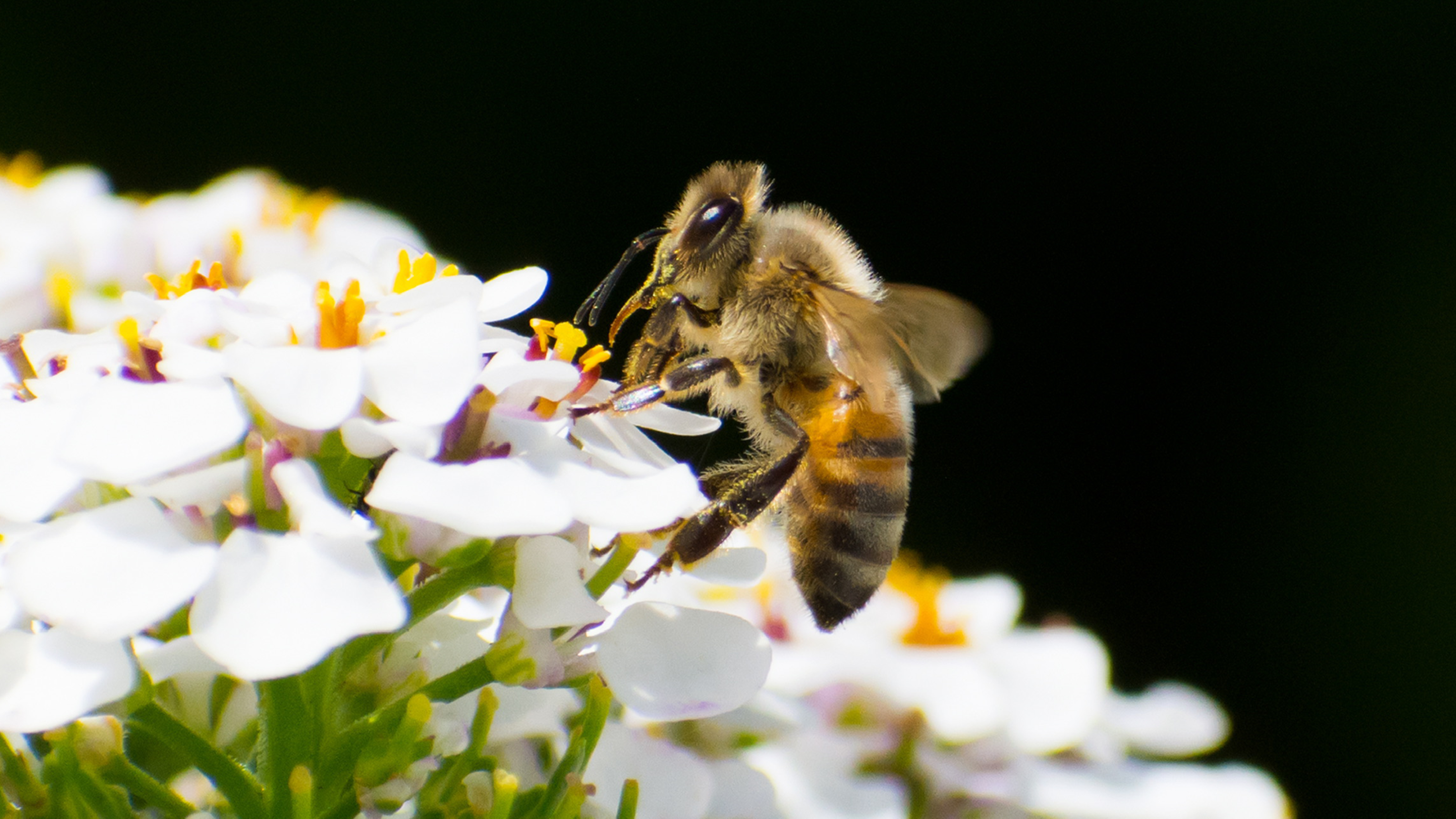 Honingbij op witte bloemen tegen een donkere achtergrond