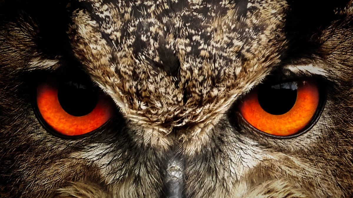 Een close-up van een uil met feloranje ogen en gedetailleerde veren.