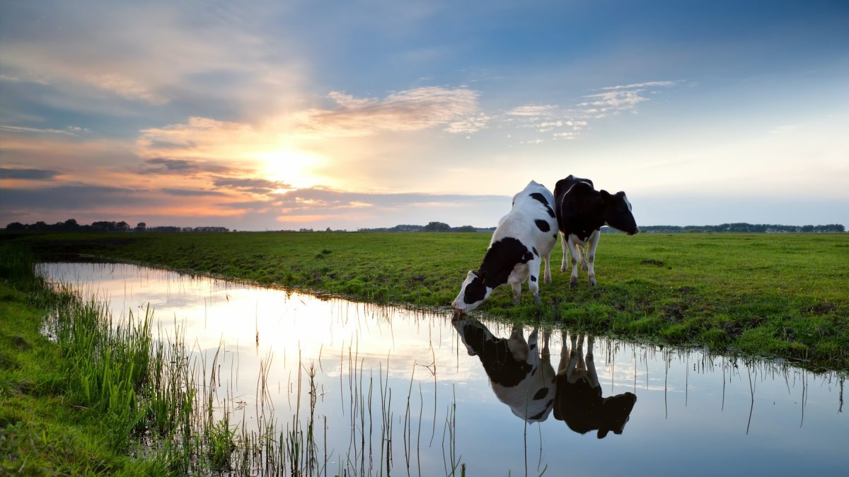 Twee koeien staan bij een sloot tijdens zonsondergang.
