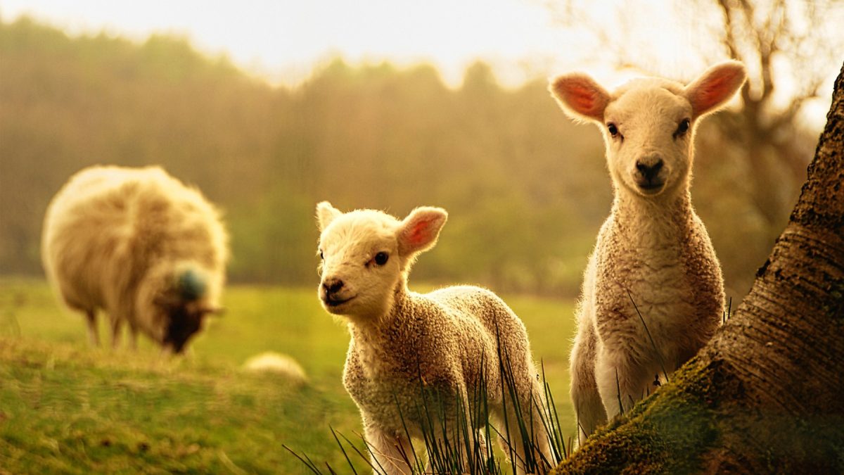 Twee lammetjes bij een boom in een zonovergoten grasveld met een schaap op de achtergrond