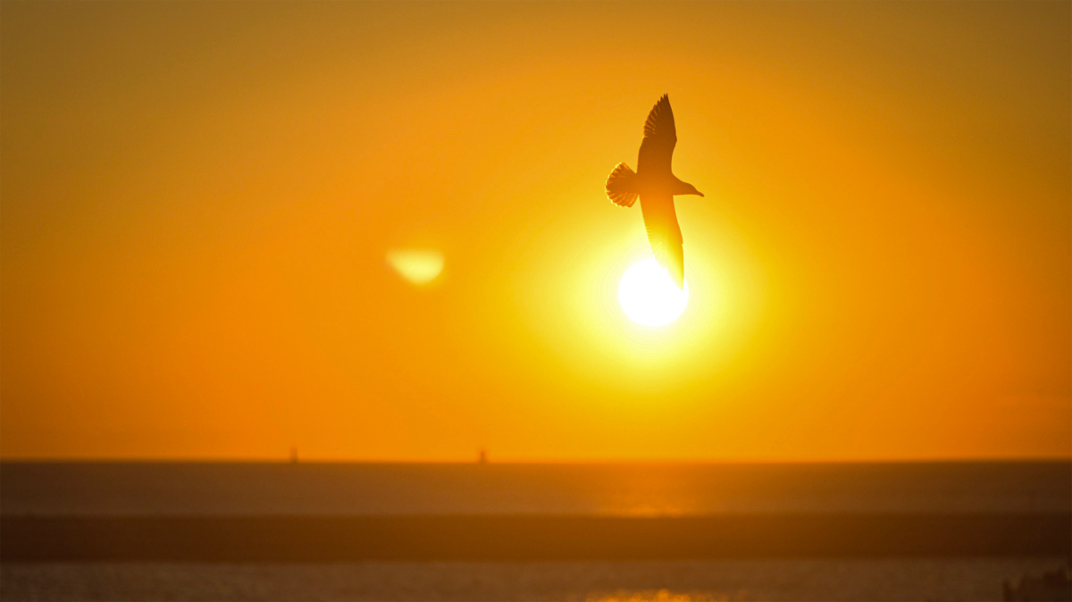 Silhouet van een meeuw voor de ondergaande zon boven zee