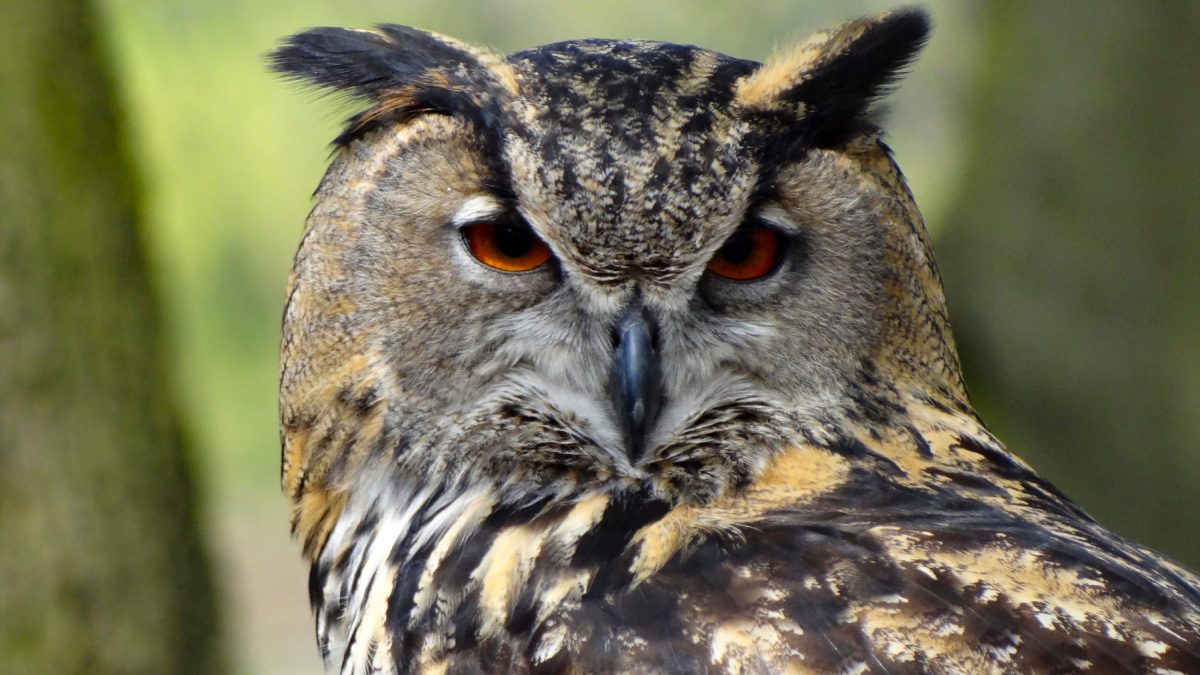 Close-up van een Oehoe met oranje ogen tegen blauwe lucht en bomen