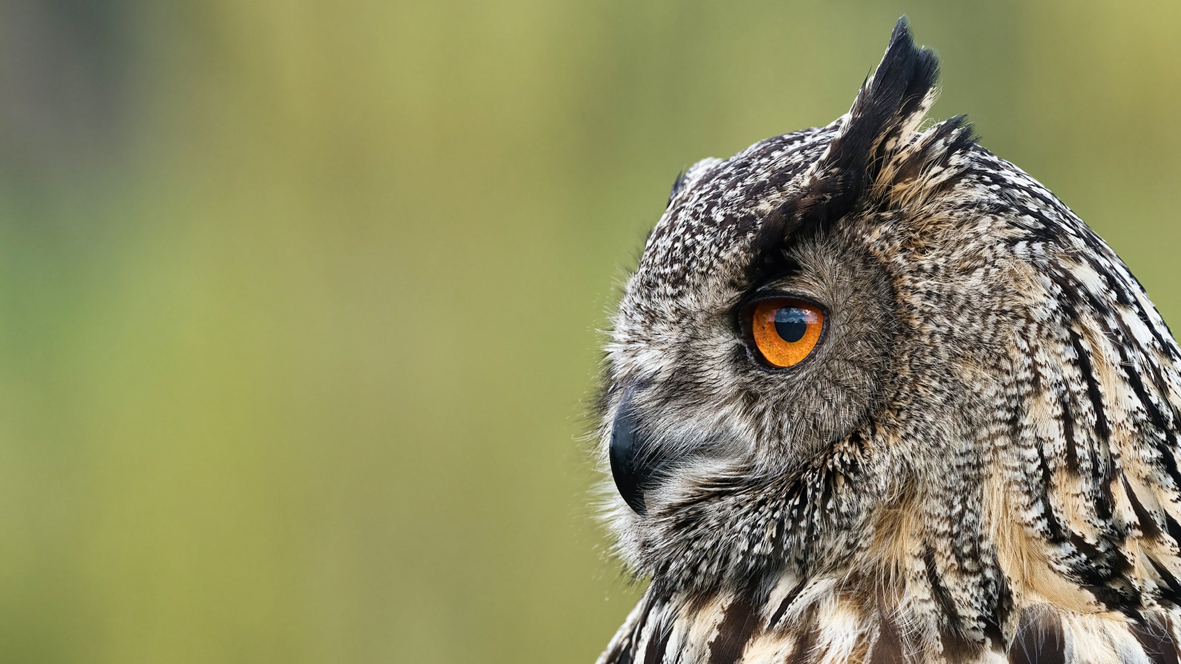 Profiel van een oehoe met oranje oog en gevlekte veren voor een groene achtergrond