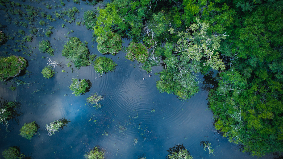 Luchtfoto van een ondergelopen bos met groene bomen en blauw water