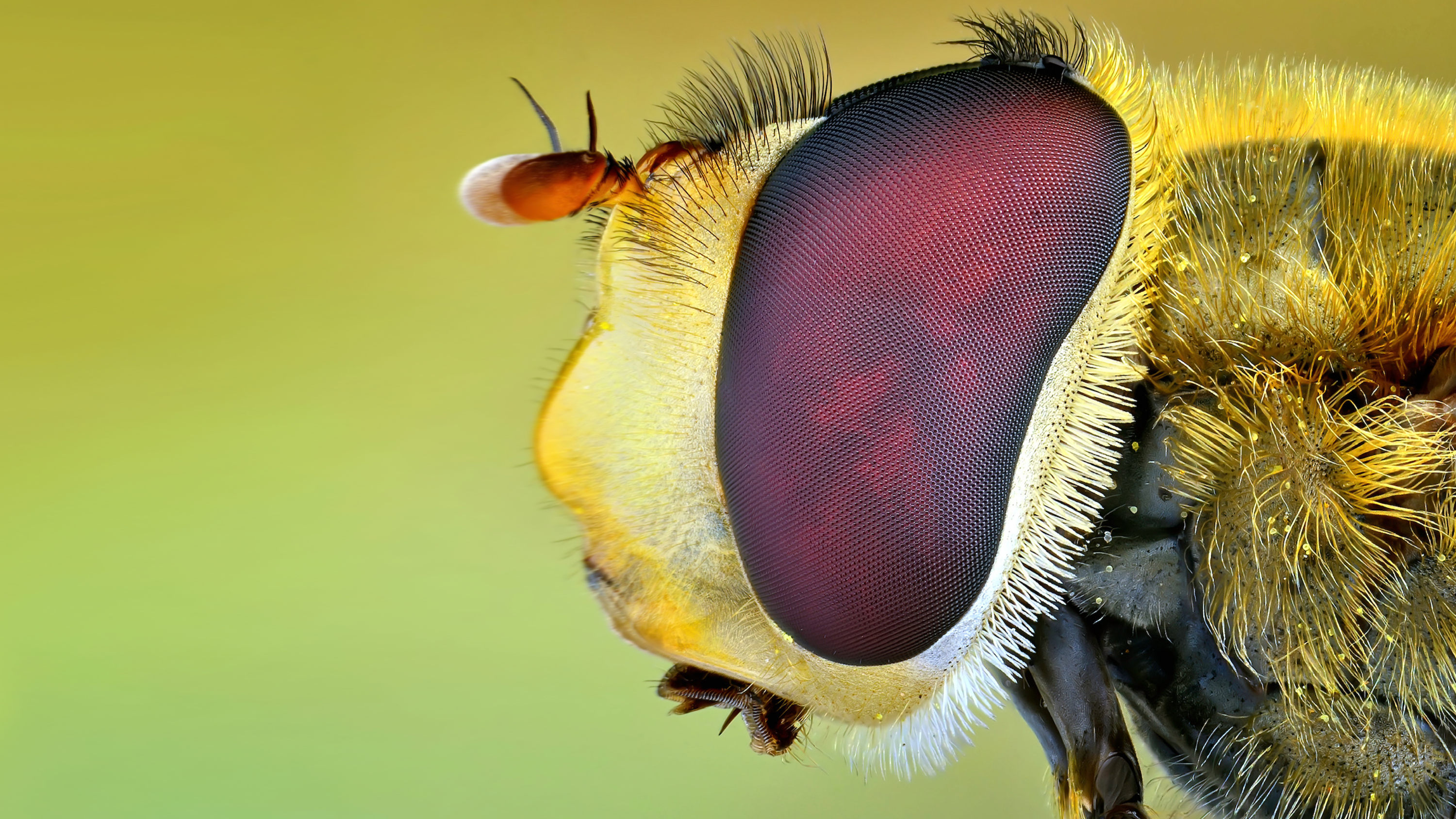Macrofoto van het oog van een zweefvlieg