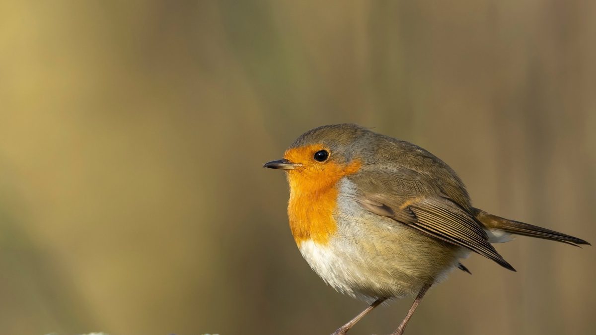 Roodborstje – Een roodborst met oranje borst zit op een met mos bedekte tak tegen een zachte groene achtergrond.