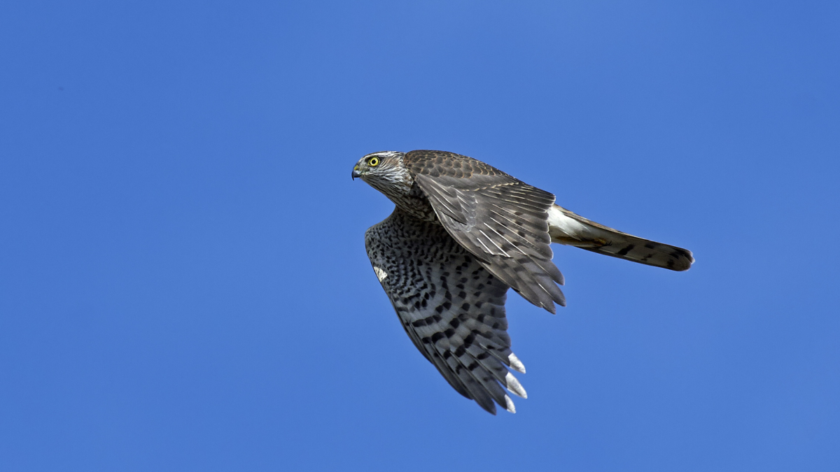 Roofvogel in vlucht tegen een strakblauwe lucht