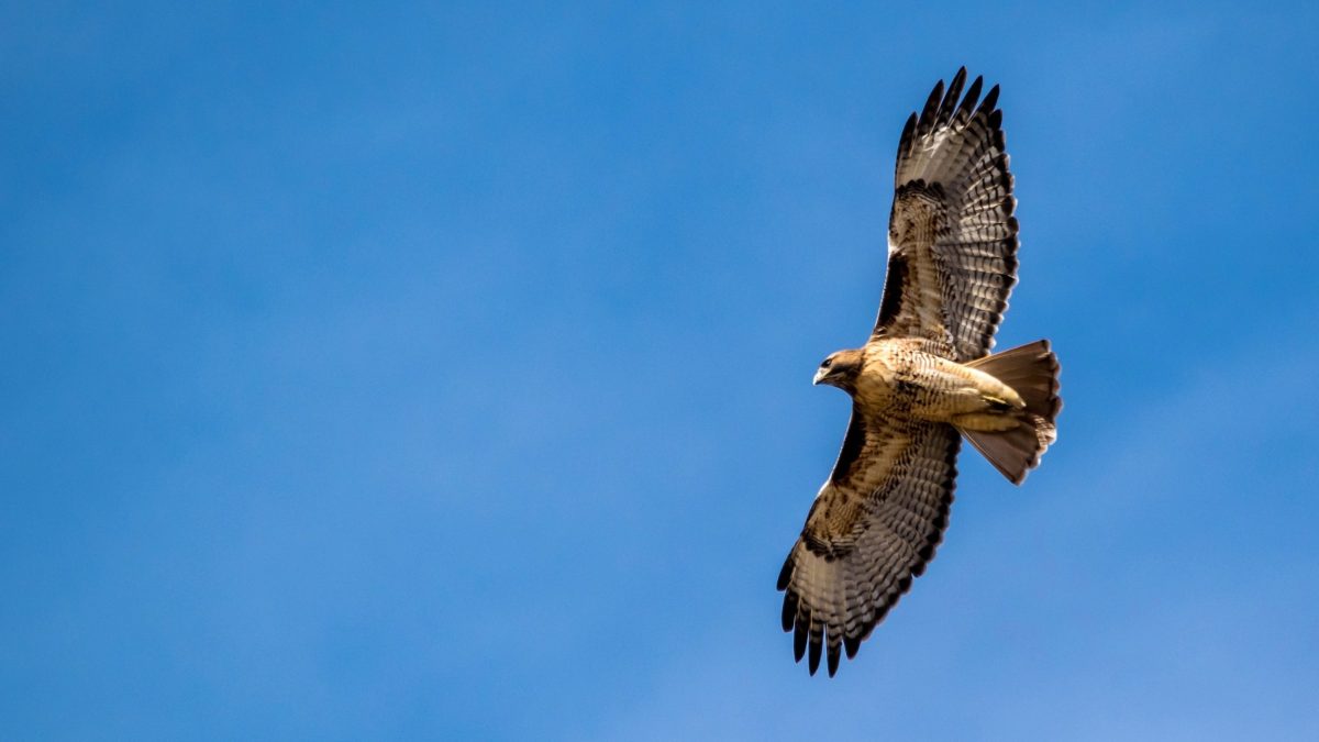 Een roofvogel zweeft met gespreide vleugels door een wolkeloze lucht.
