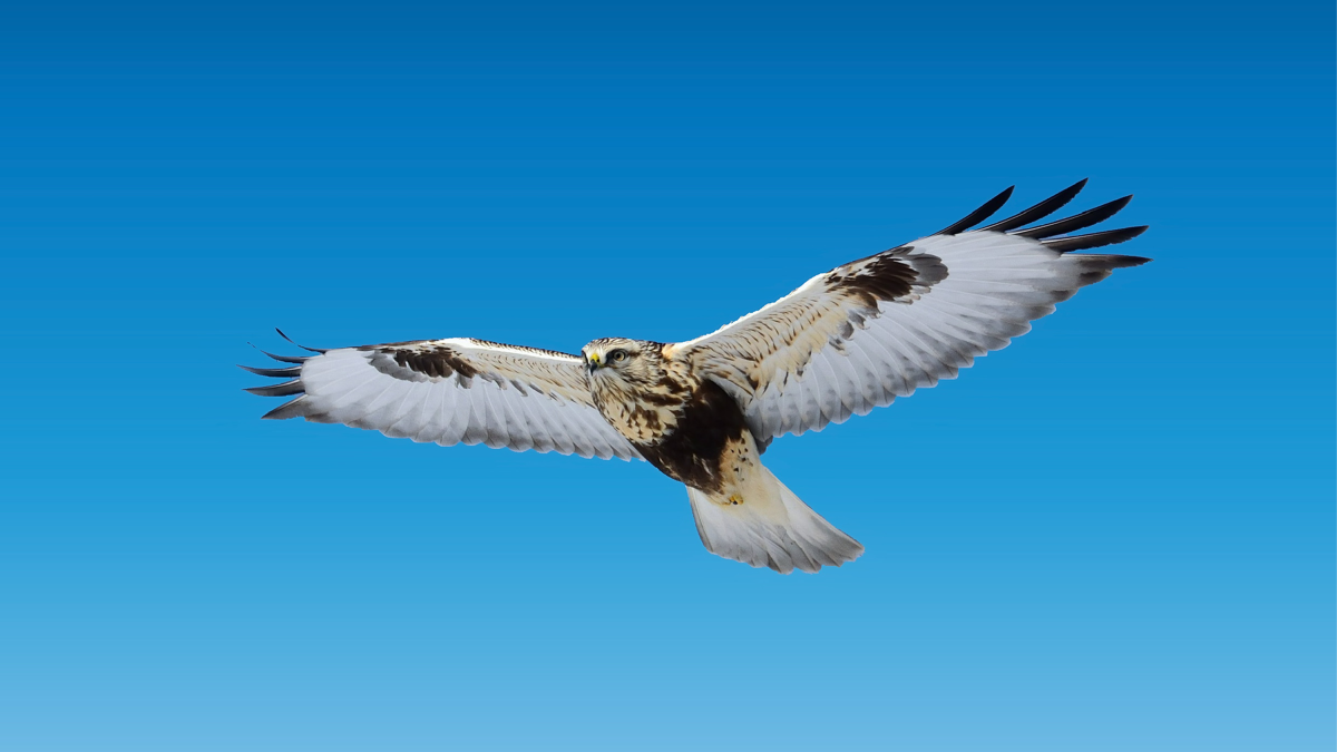 Ruigpootbuizerd met witte vleugels tegen een diepblauwe lucht