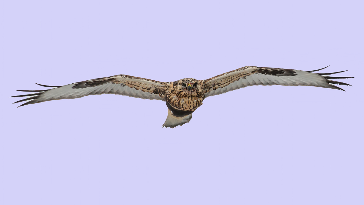 Ruigpootbuizerd in vlucht met gespreide vleugels