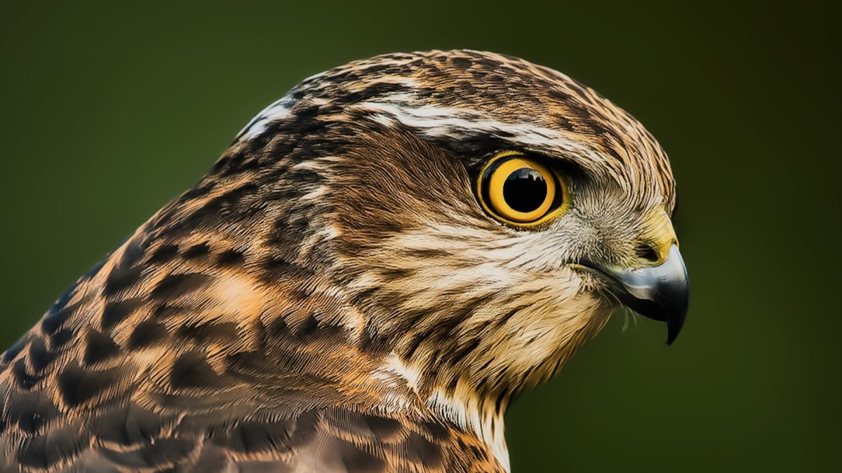 Close‑up van roofvogel met geel oog en gebogen snavel