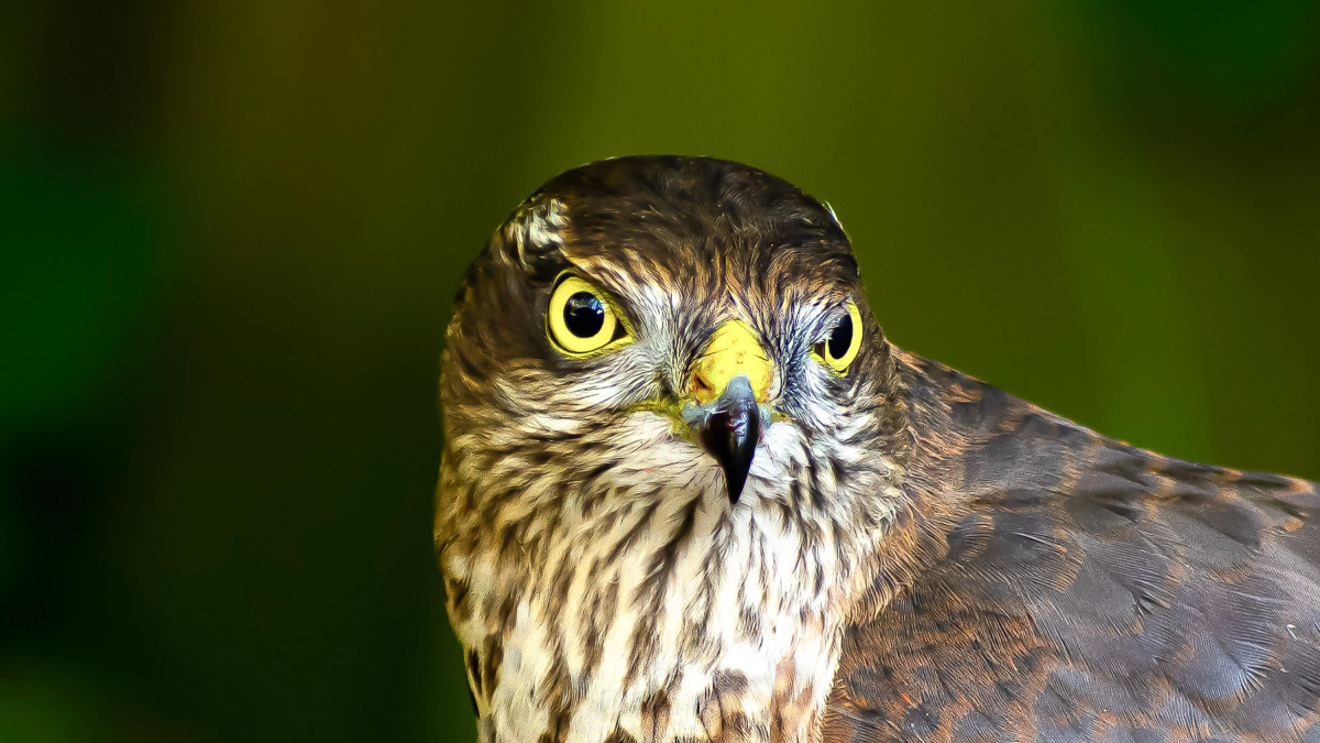 Close-up van een sperwer met gele ogen