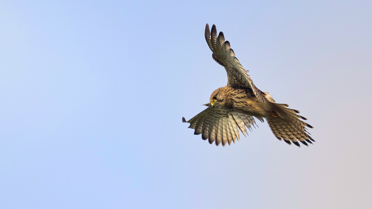 Torenvalk in biddende vlucht met gespreide vleugels