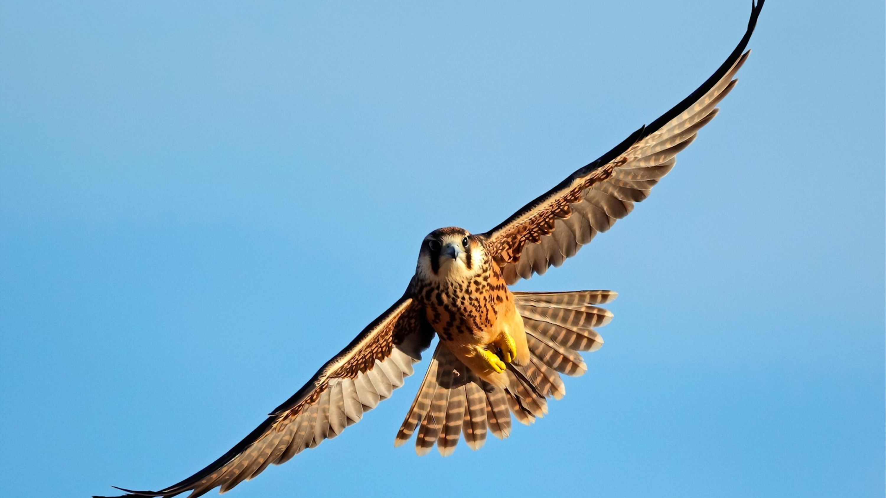 Torenvalk in vlucht met gespreide vleugels tegen blauwe lucht