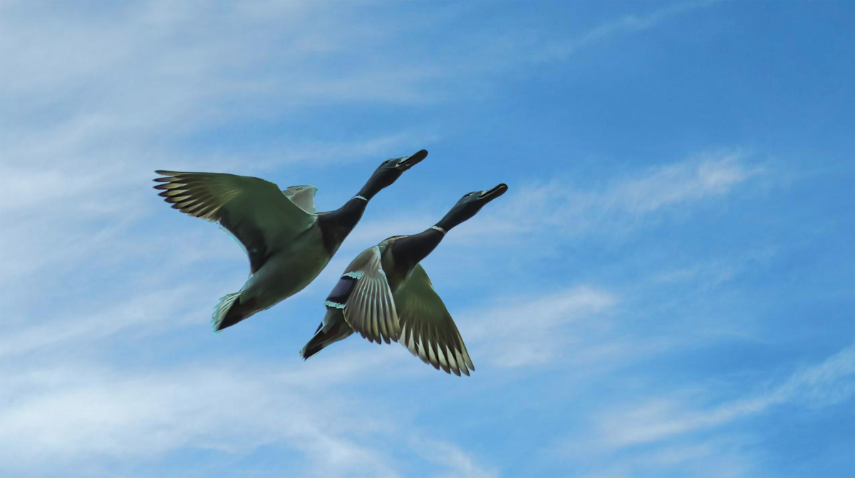 Twee wilde eenden vliegen tegen een blauwe lucht