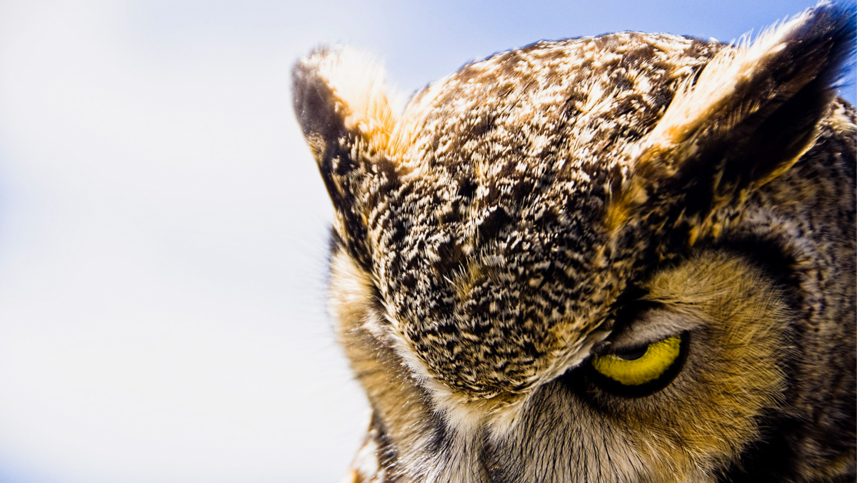 Close-up van een uil met gele ogen en oorpluimen