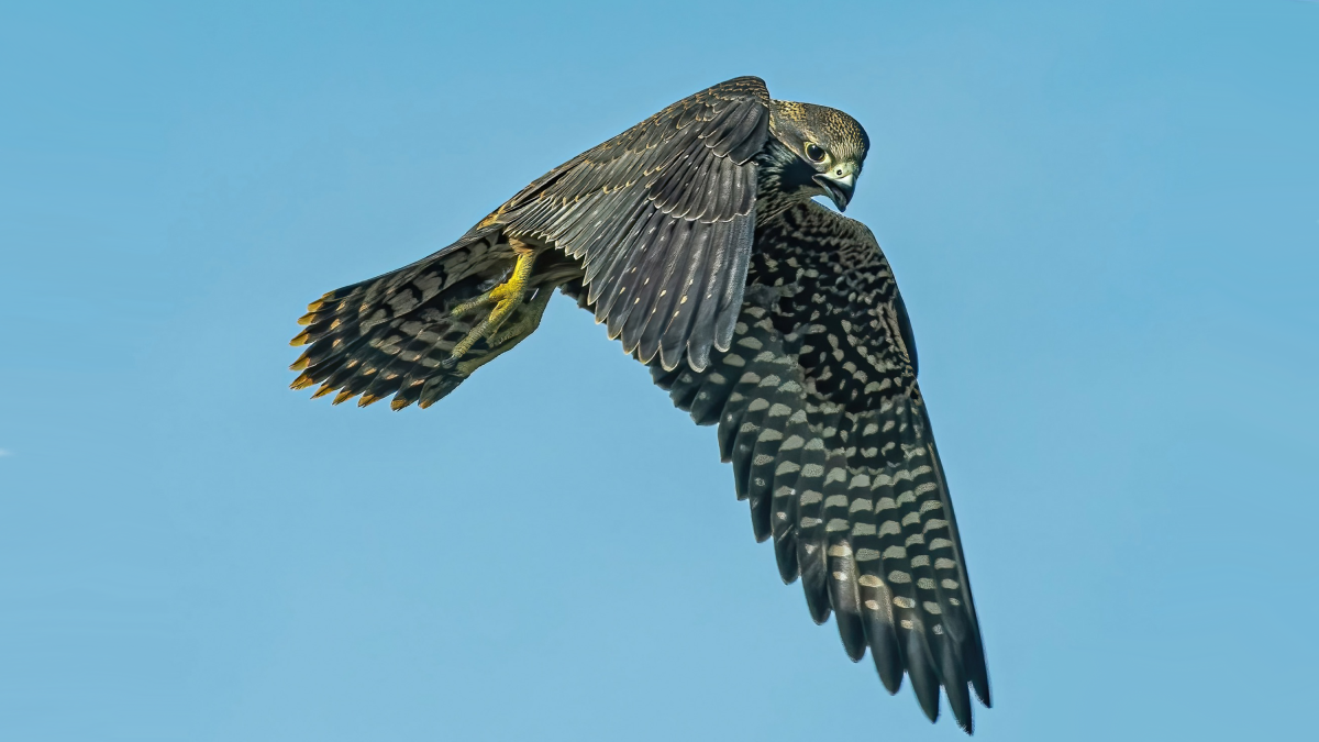 Jonge valk in vlucht gezien van boven tegen een blauwe lucht