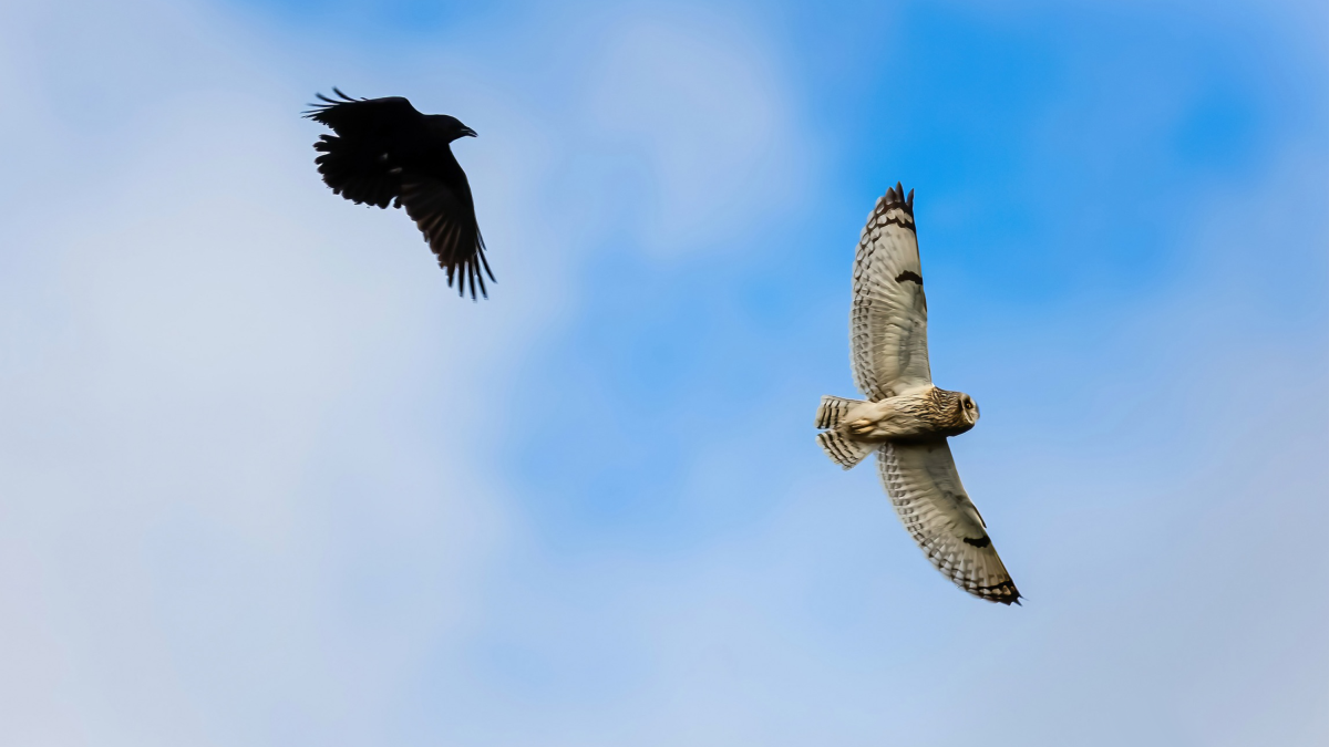 Velduil en een kraai in vlucht tegen een bewolkte lucht