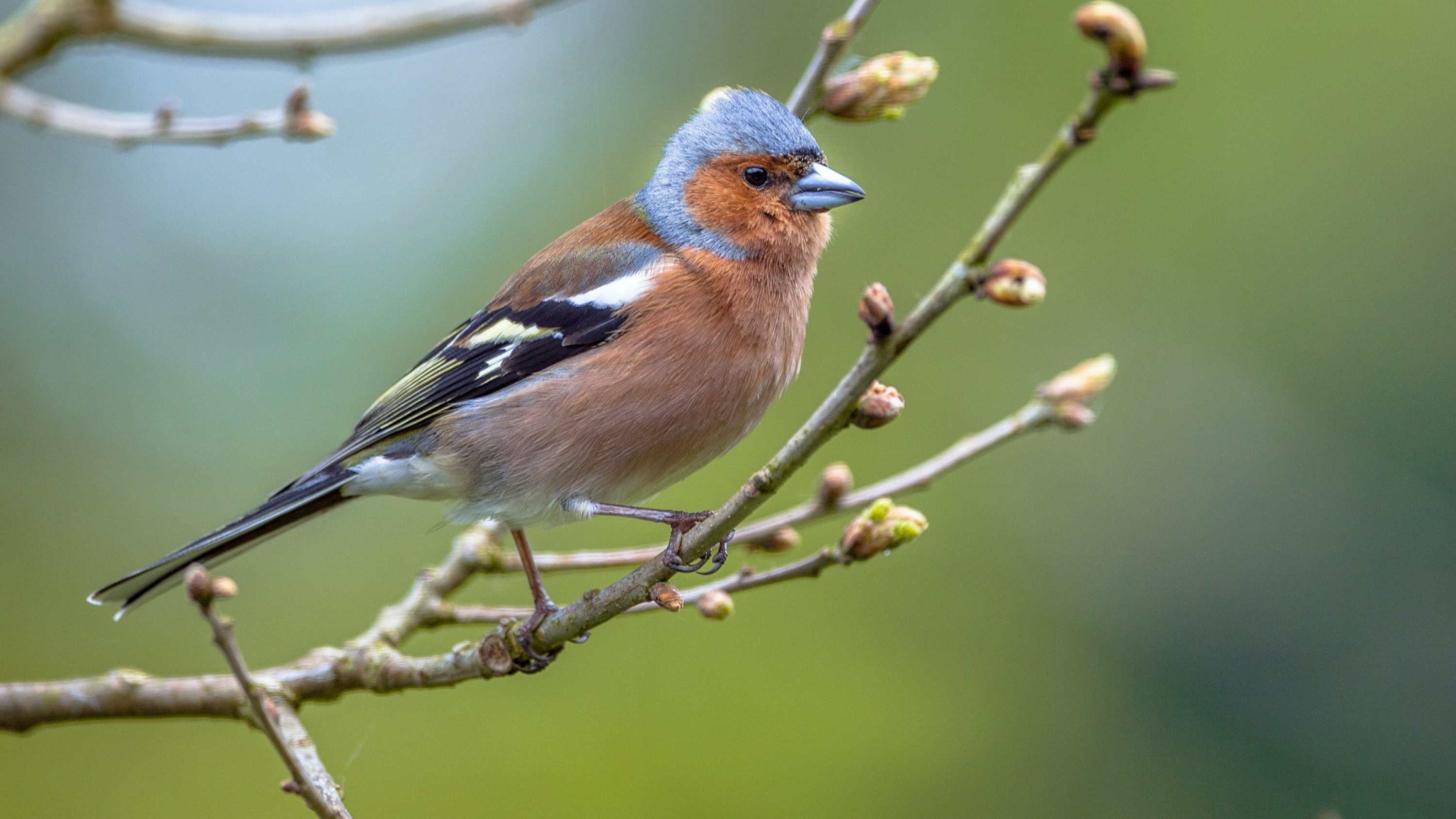 Een vink zit op een tak met knoppen.