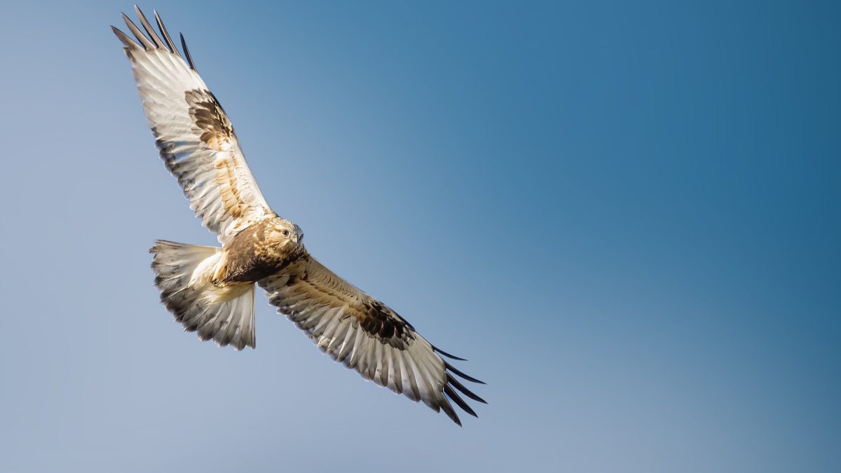 Roofvogels en zangvogels in vlucht of zittend, met gedetailleerde veren en natuurlijke achtergronden