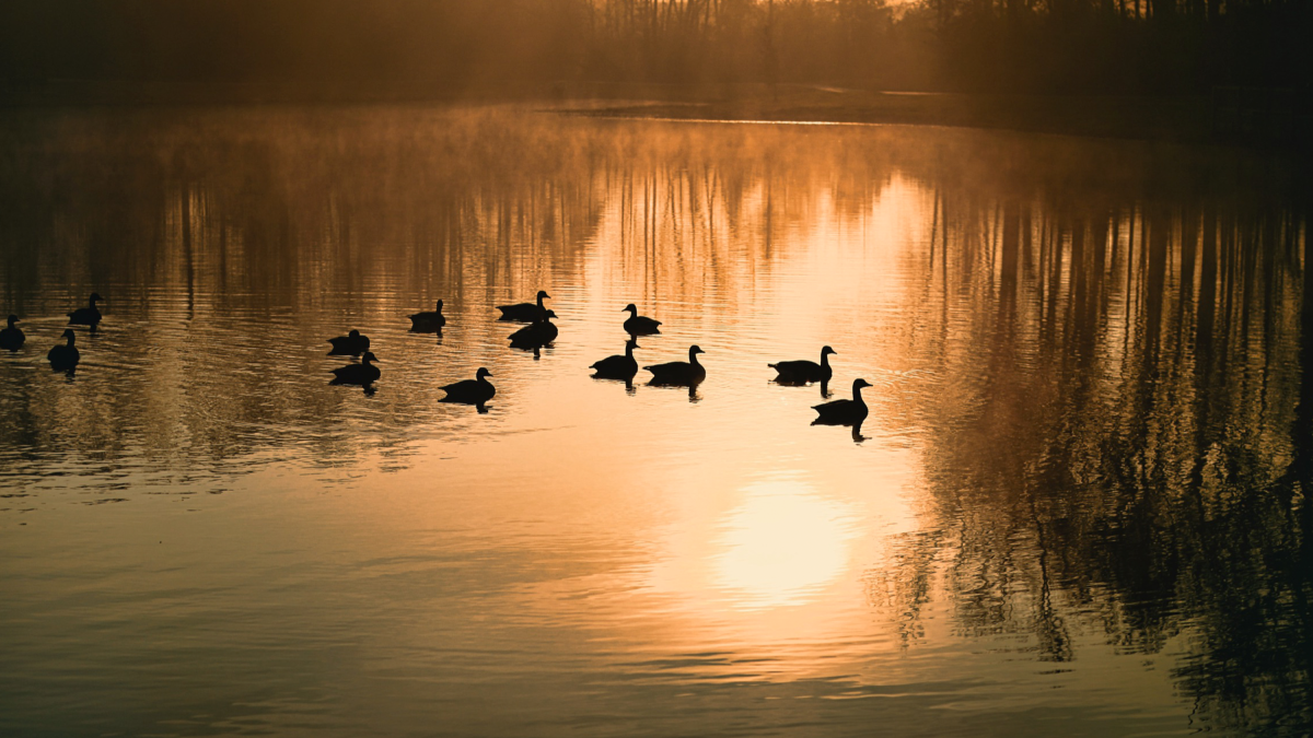 Groep watervogels op een meer bij zonsopkomst met weerspiegelende bomen