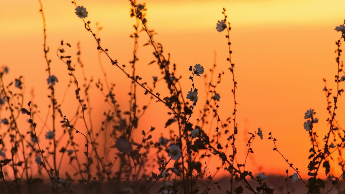 Wilde bloemen staan als silhouetten tegen een oranje zonsondergang.