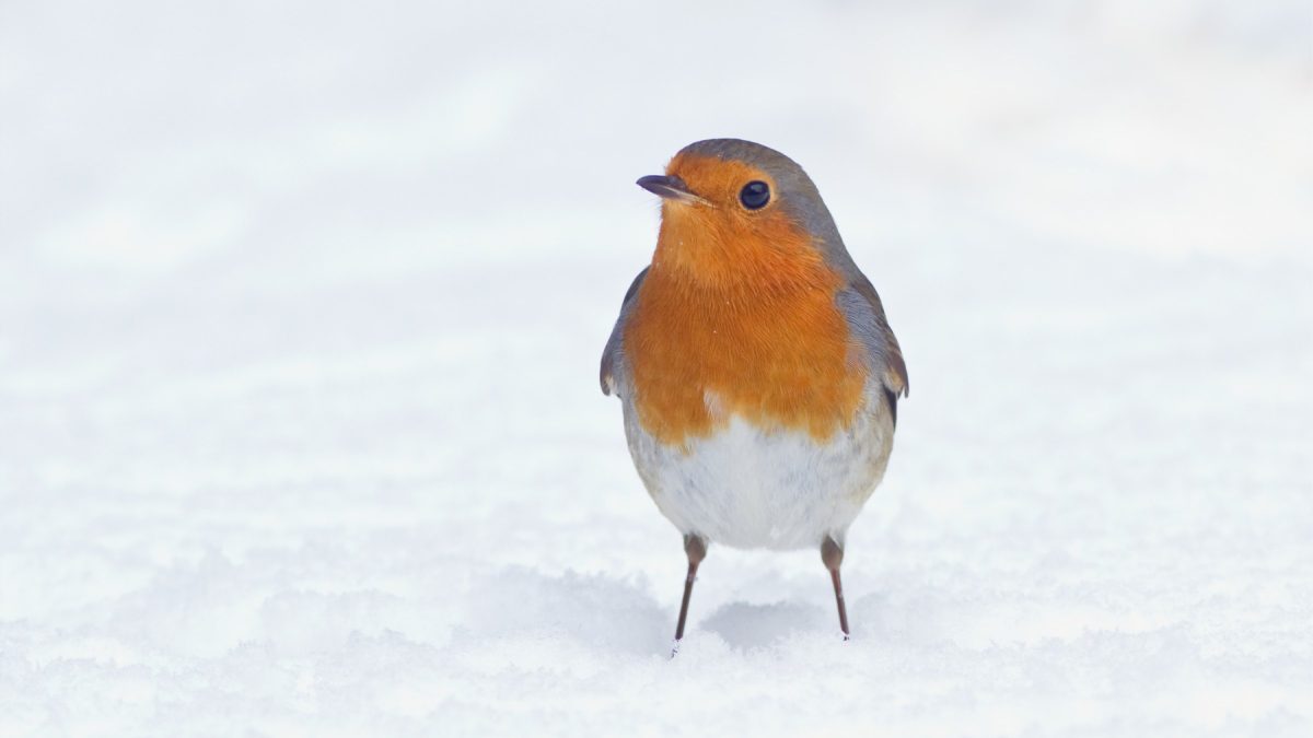 Een roodborstje van opzij gezien, staand in de witte sneeuw.