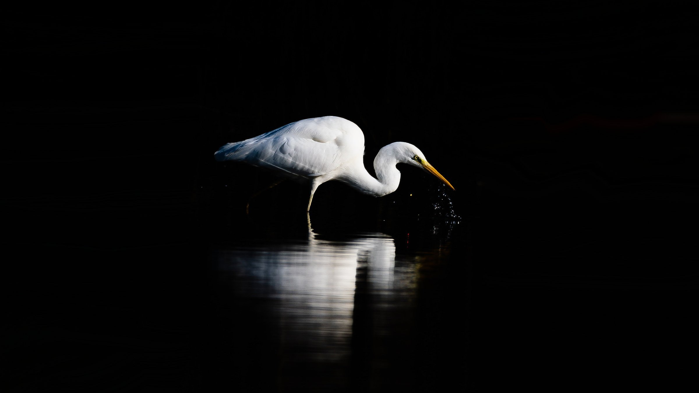 Witte zilverreiger in donker water met spiegeling en opspattende druppels bij de snavel