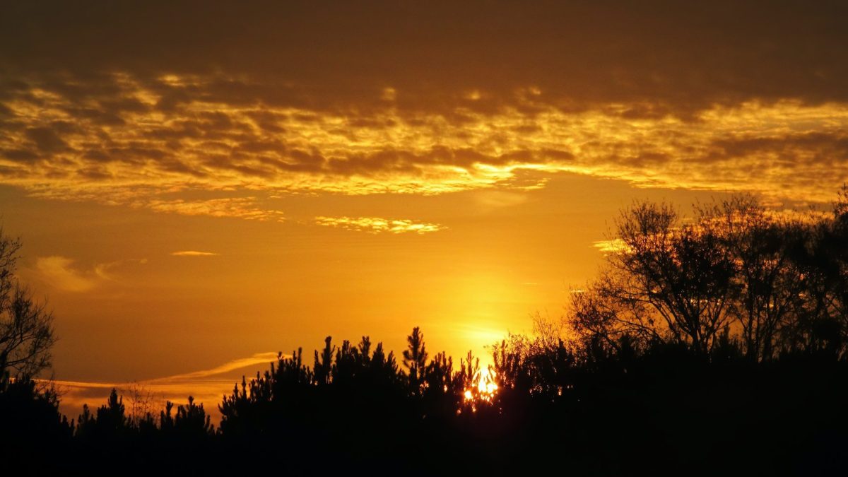 Een zonsondergang met silhouetten van bomen tegen een oranje lucht.